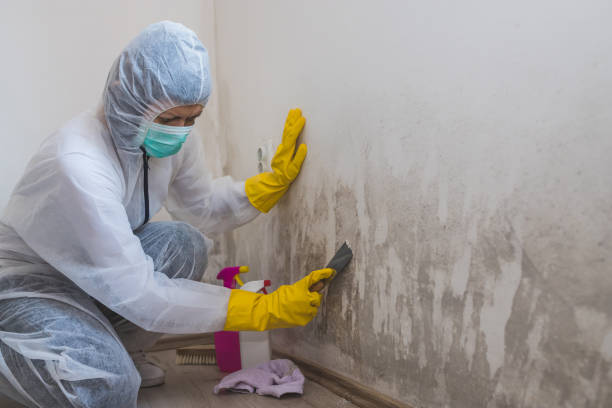 Best Residential Mold Remediation in Mount Pleasant, TX