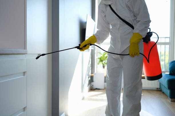Best Residential Mold Remediation in Mount Pleasant, TX