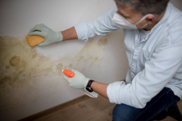 Best Post-Flood Mold Remediation in Mount Pleasant, TX