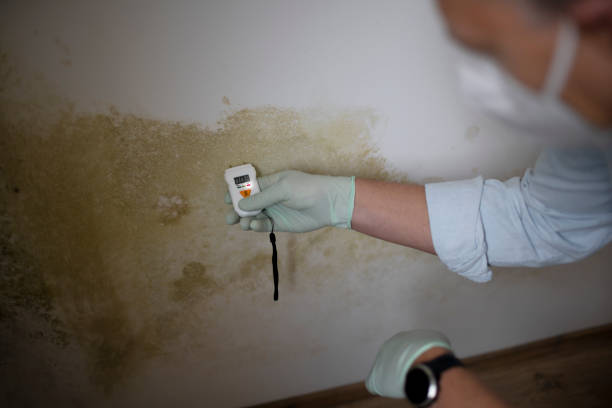 Mount Pleasant, TX Mold Remediation Company