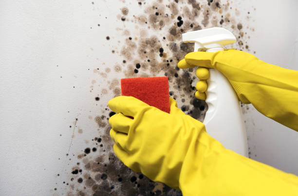 Best Bathroom Mold Remediation in Mount Pleasant, TX